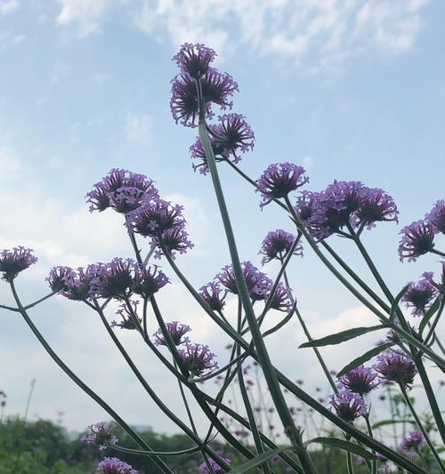 柳叶马鞭草花期全解（探究柳叶马鞭草开花的时间和持续时间，以及它的生长特点）