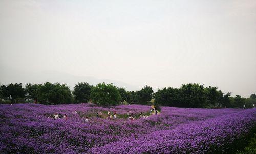 柳叶马鞭草花期全解（探究柳叶马鞭草开花的时间和持续时间，以及它的生长特点）