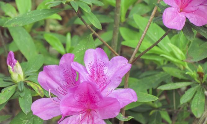 如何种植杜鹃花发出来的枝（从枝条到盆栽，轻松掌握杜鹃花生长技巧）