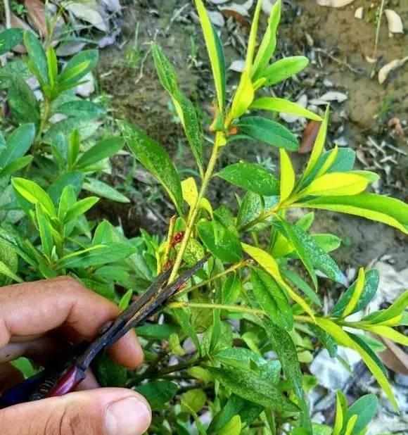 如何种植杜鹃花发出来的枝（从枝条到盆栽，轻松掌握杜鹃花生长技巧）