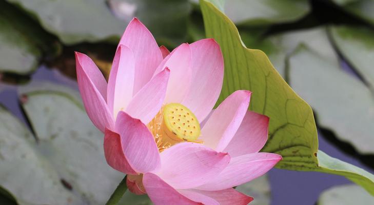 荷花不开花，莲藕成果实（探究荷花不开花的原因以及莲藕的生长过程）