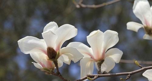 如何种植玉兰（从时间到方法，全方位指南）