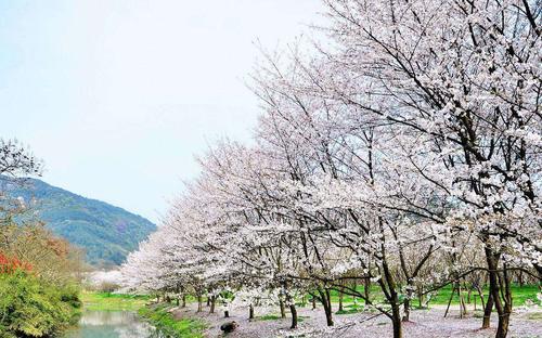 如何成功种植樱花树（从选址到护理，打造美丽的花园）