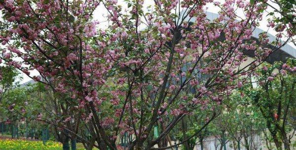 如何成功种植樱花树（从选址到护理，打造美丽的花园）