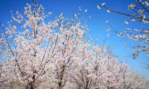 如何成功种植樱花树（从选址到护理，打造美丽的花园）