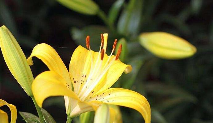 百合花的精神特点（探究百合花的美丽与高尚）