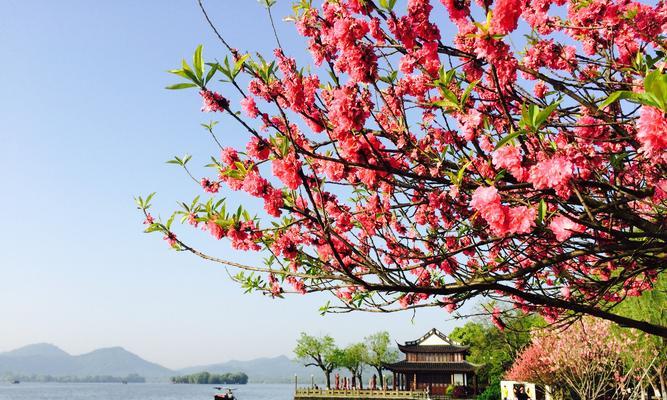 四季花开，迎接岁月流转（春夏秋冬，各有千姿百态的花朵盛开）