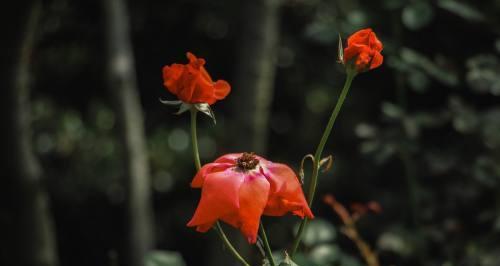 月季花为什么只长枝条而不开花？（探究月季花开花问题的原因与解决方法）