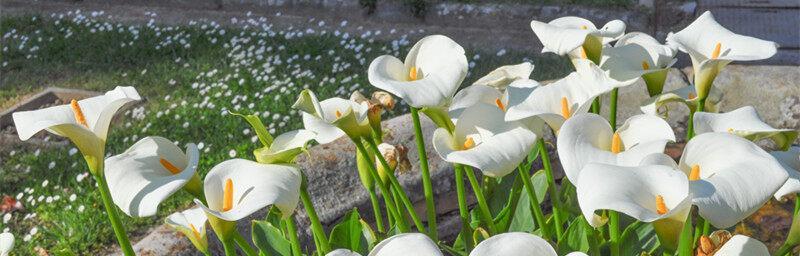 马蹄莲花期长短及影响因素（探究马蹄莲开花时间与自然环境的关系）