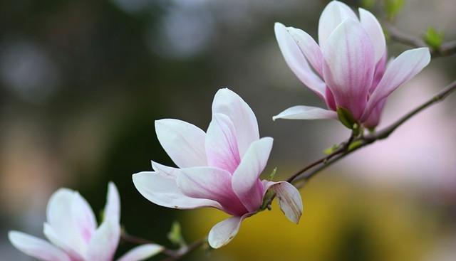 南方玉兰花开放时间及特点（探寻南方玉兰花的美丽与神秘/欣赏南方玉兰花的绝美时刻）