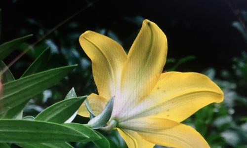 清洁百合花花蕊的小技巧（用这些方法让花朵更加耀眼！）