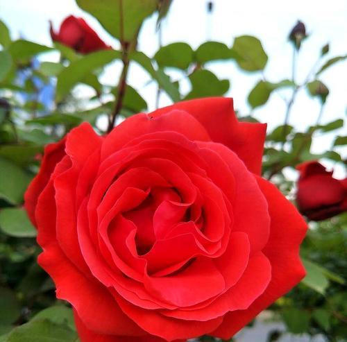 玫瑰花与月季花的区别（从花朵形态、花期、生长环境等方面进行对比）