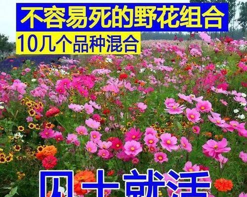 波斯菊种子采收方法（丰收的秘诀——从花开到果实成熟，这个时间节点不能错过！）