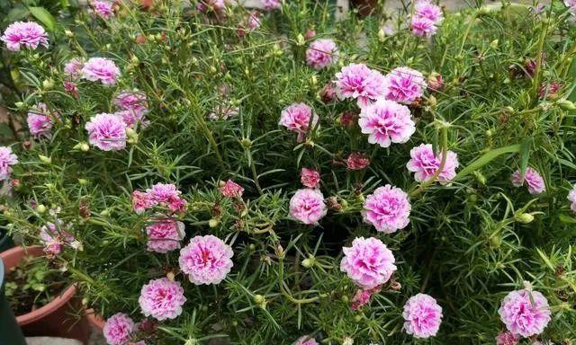 夏季花海，这些花儿最适合种（夏天花园里，让这些花绽放缤纷色彩）