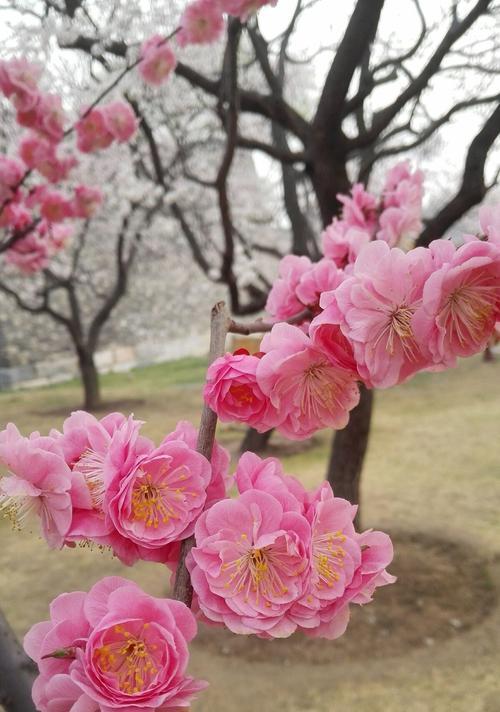 梅花，青叶相伴的美丽（揭开梅花的叶子之谜）