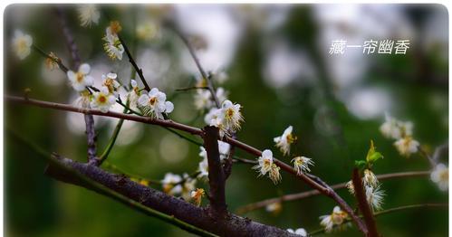 梅花，青叶相伴的美丽（揭开梅花的叶子之谜）