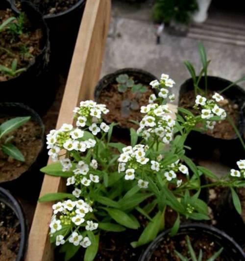 如何种植香雪球花（全面指南，让你轻松打造美丽花园）