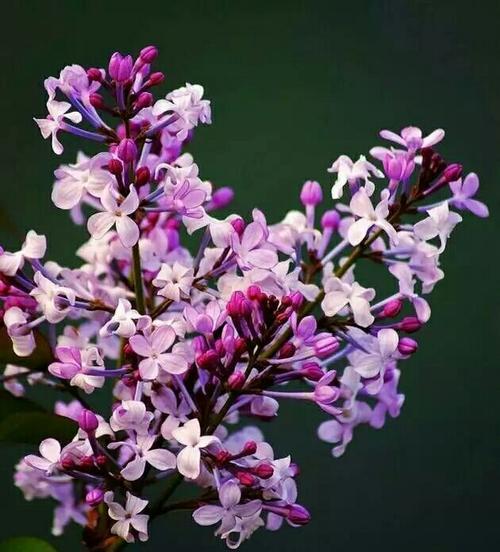 丁香花（丁香花的特点及其种植养护技巧）