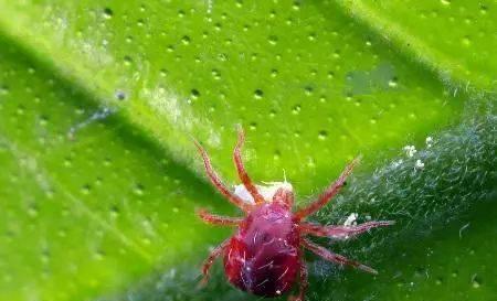 黑心菊病虫害防治（掌握这些病虫害知识，让你的黑心菊更加健康）