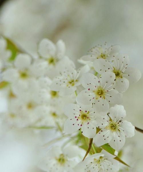 梨花盛开时节来临（春风带来美丽的梨花，想要赏花就赶紧来）