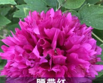 七彩牡丹花的奇妙之美（揭秘七彩牡丹花的色彩世界和繁殖特性）