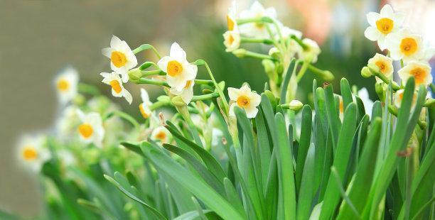 探索水仙花的花语（花语所代表的含义及文化传承）