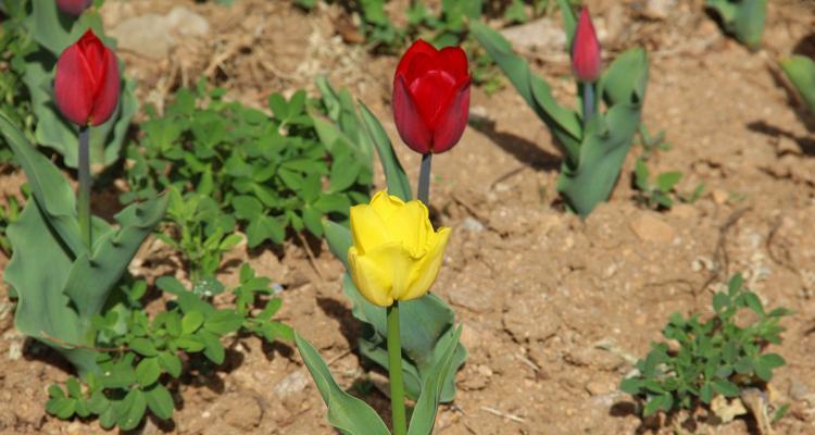 郁金香花语与寓意的赠送对象（送花如语，送郁金香如何？——探究郁金香花语与寓意适宜的接受者）