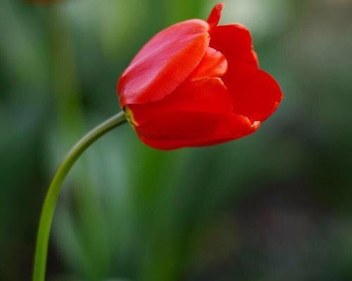 郁金香花语与寓意的赠送对象（送花如语，送郁金香如何？——探究郁金香花语与寓意适宜的接受者）