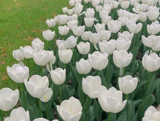 郁金香花语与寓意的赠送对象（送花如语，送郁金香如何？——探究郁金香花语与寓意适宜的接受者）