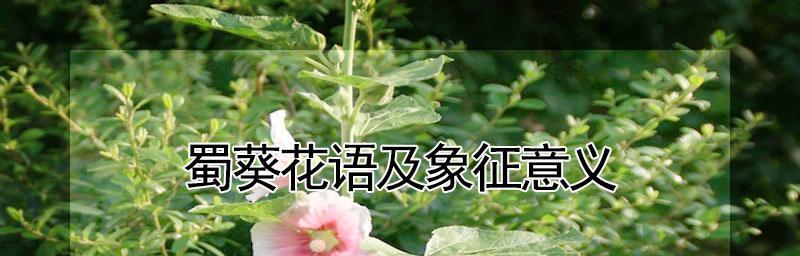 蜀葵传说与花语（荒野美丽的蜀葵，寓意深远的花语）