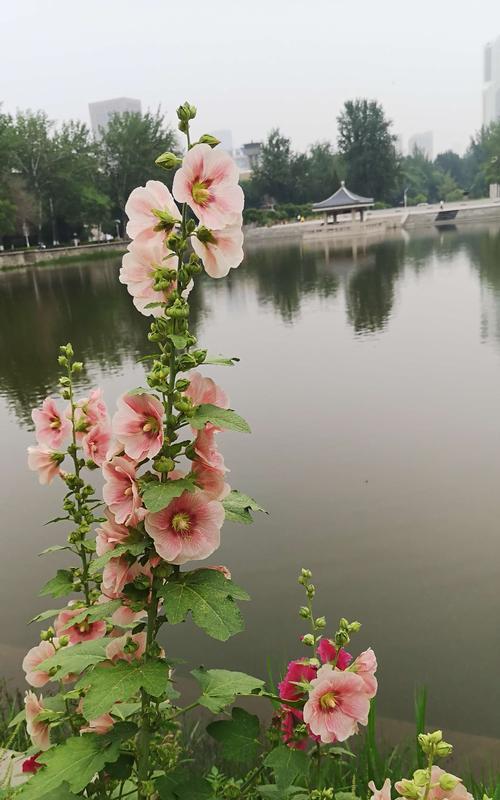 蜀葵传说与花语（荒野美丽的蜀葵，寓意深远的花语）