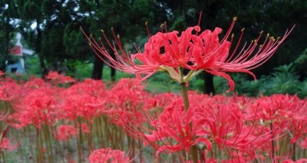 “芳华绽放——解读彼岸花的花语”（探寻生命的无限可能）