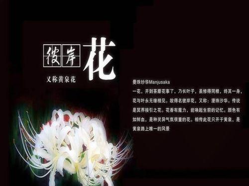 “芳华绽放——解读彼岸花的花语”（探寻生命的无限可能）