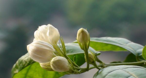 茉莉花语之深情浓爱（探寻茉莉花背后的美丽含义）