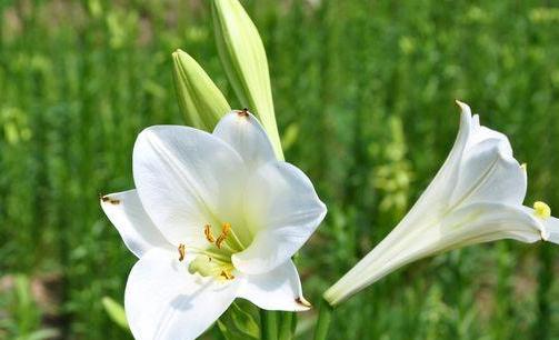 百合花语，香气缭绕（探寻百合的意义与价值）