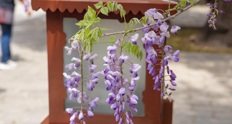 紫藤花的花语与传说（探寻紫藤花的美丽传说，了解它的花语与象征意义）