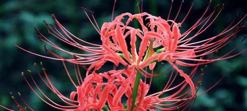 探秘彼岸花的花语和传说（以“重生”为，探究彼岸花的奇妙之处）