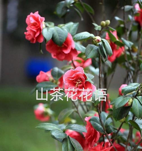 茶花花语及代表意义（赏茶花，品人生）