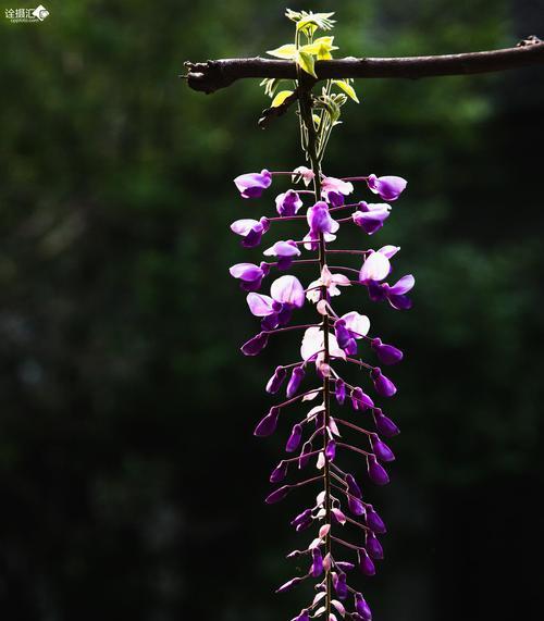 紫藤花花语的含义（探寻紫藤花的神秘力量）