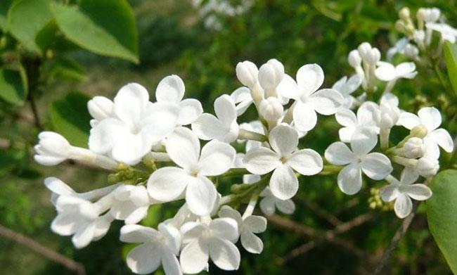 丁香花的花语与寓意（品味春天的芳香与柔情）