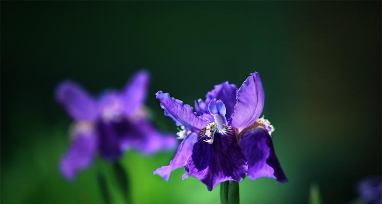 解读鸢尾兰的花语（传递美好祝福的花卉之语）