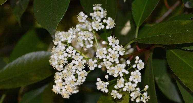 石楠花花语解析（探索石楠花背后的象征意义）