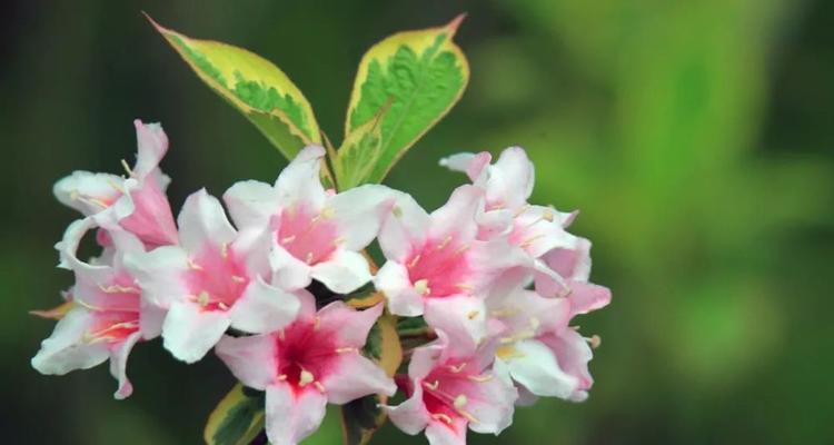 锦带花花语与寓意（了解锦带花的意义，传递真挚情感）