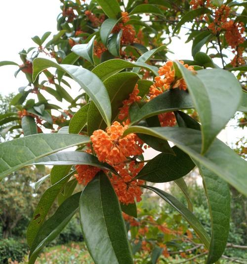 金桂花的花语与寓意（品味芬芳的香气，探究美丽的内涵）