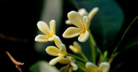 金桂花的花语与寓意（品味芬芳的香气，探究美丽的内涵）