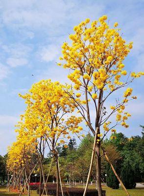 探秘无忧花的花语象征（一朵花的背后所代表的美好寓意）