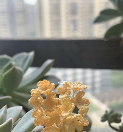 探秘无忧花的花语象征（一朵花的背后所代表的美好寓意）