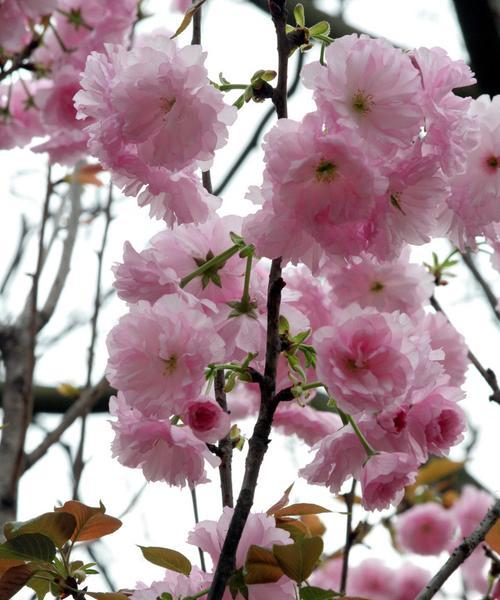 樱花的花语与象征意义（探寻樱花背后的文化内涵）