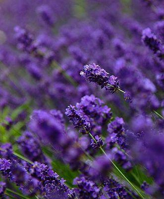 薰衣草——花语与寓意（揭开薰衣草的神秘面纱，探究其文化内涵）