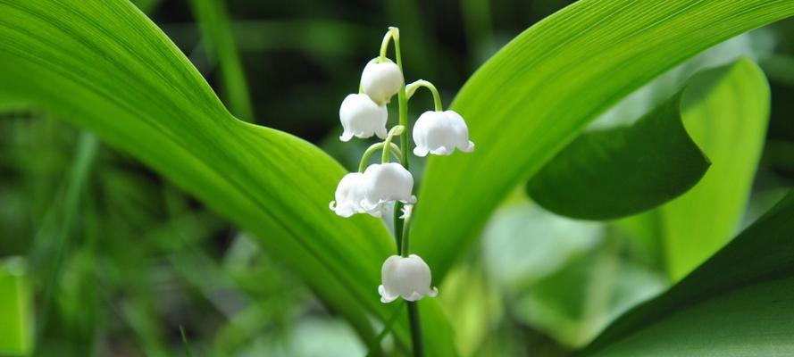 铃兰花的花语和寓意（探寻铃兰花的文化内涵）